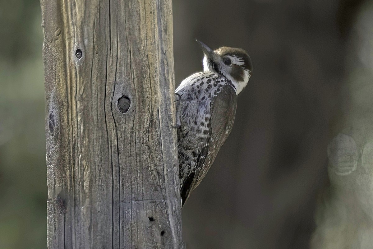 Arizona Woodpecker - ML620719251