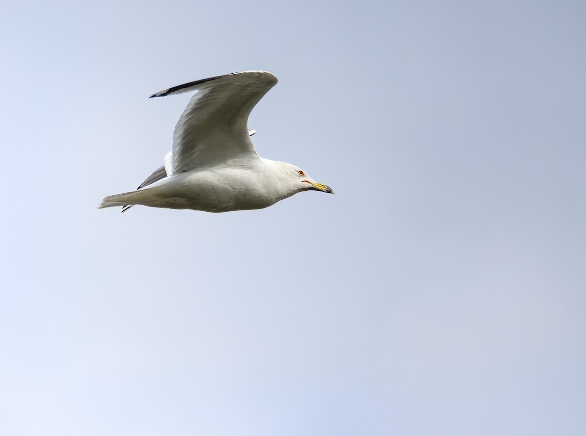 Ring-billed Gull - ML620719253