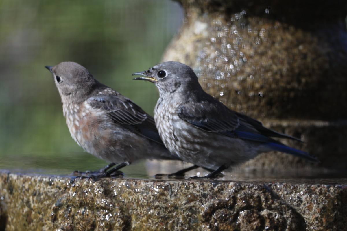 Western Bluebird - ML620719259