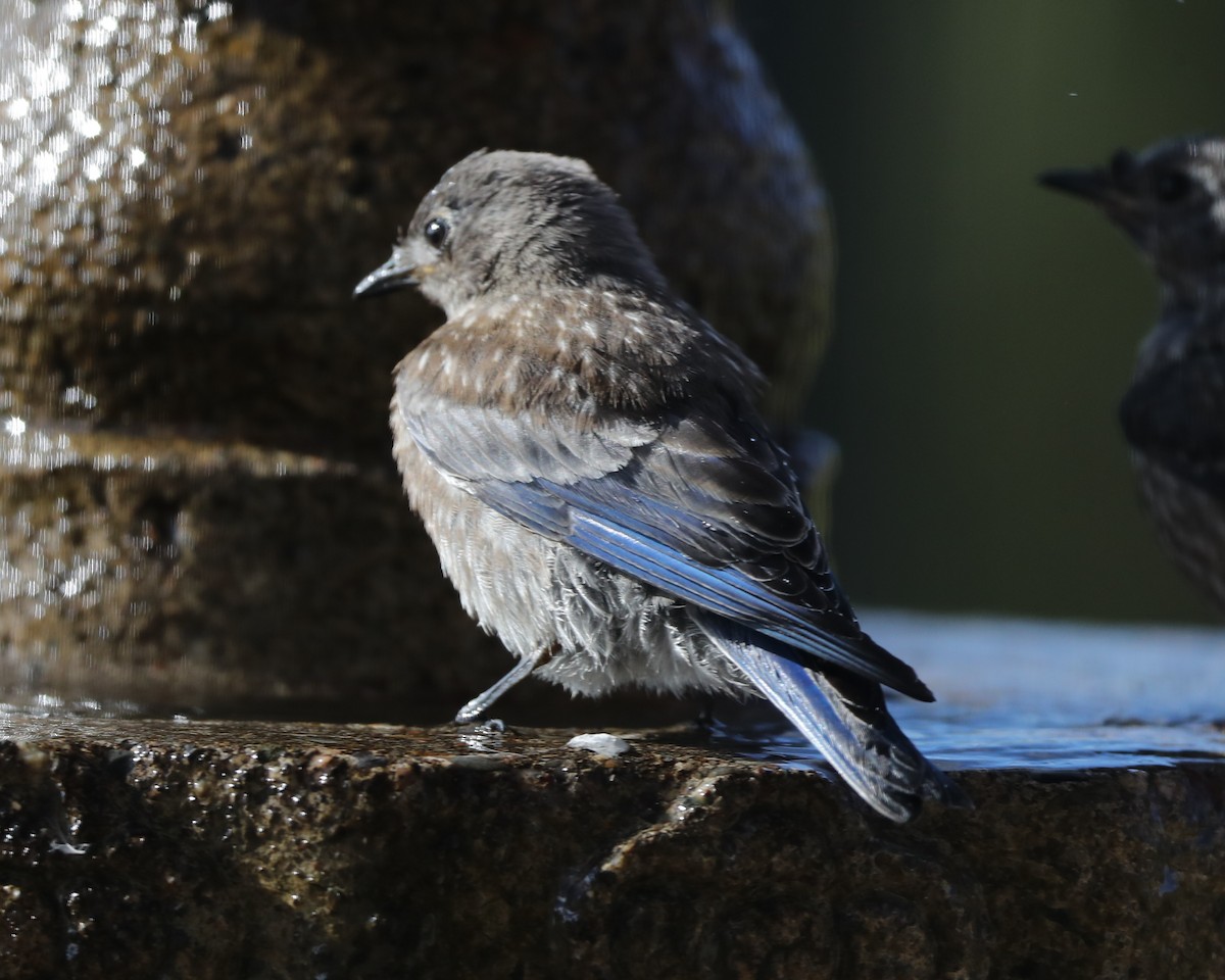 Western Bluebird - ML620719260