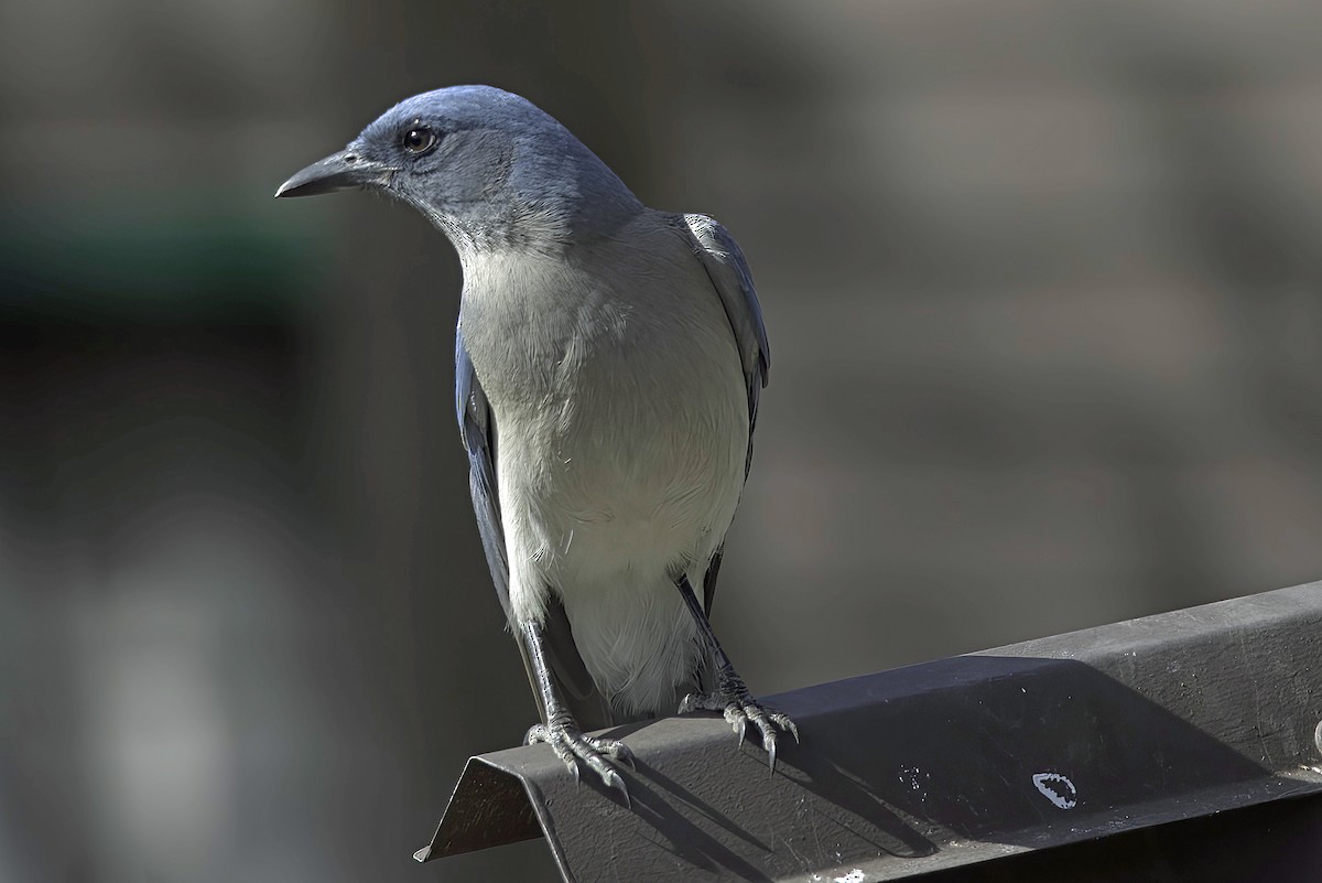 Mexican Jay - ML620719263