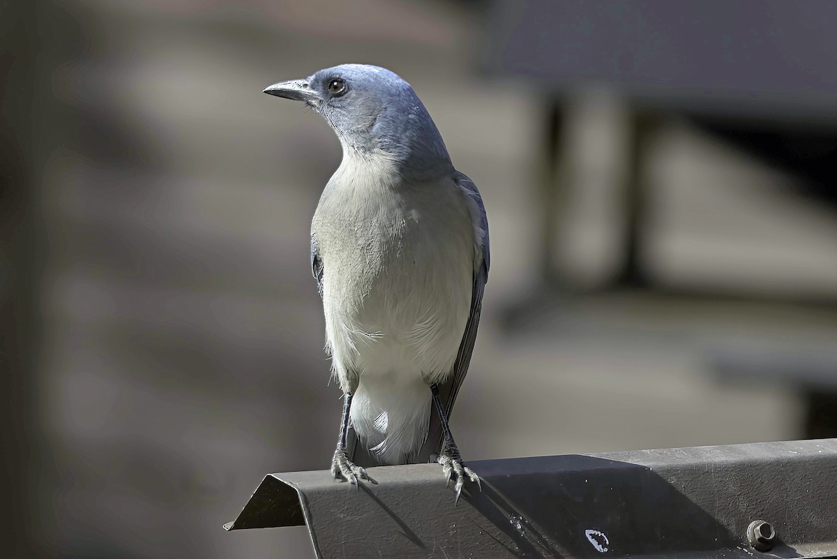 Mexican Jay - Jim Tonkinson