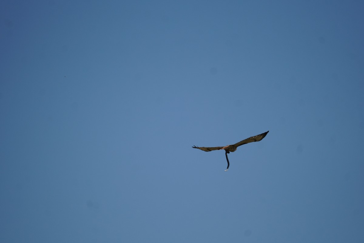 Red-tailed Hawk - ML620719269