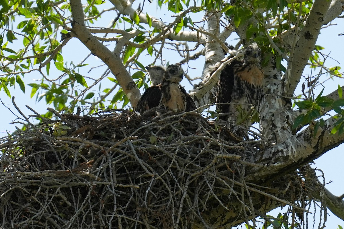 Red-tailed Hawk - ML620719271