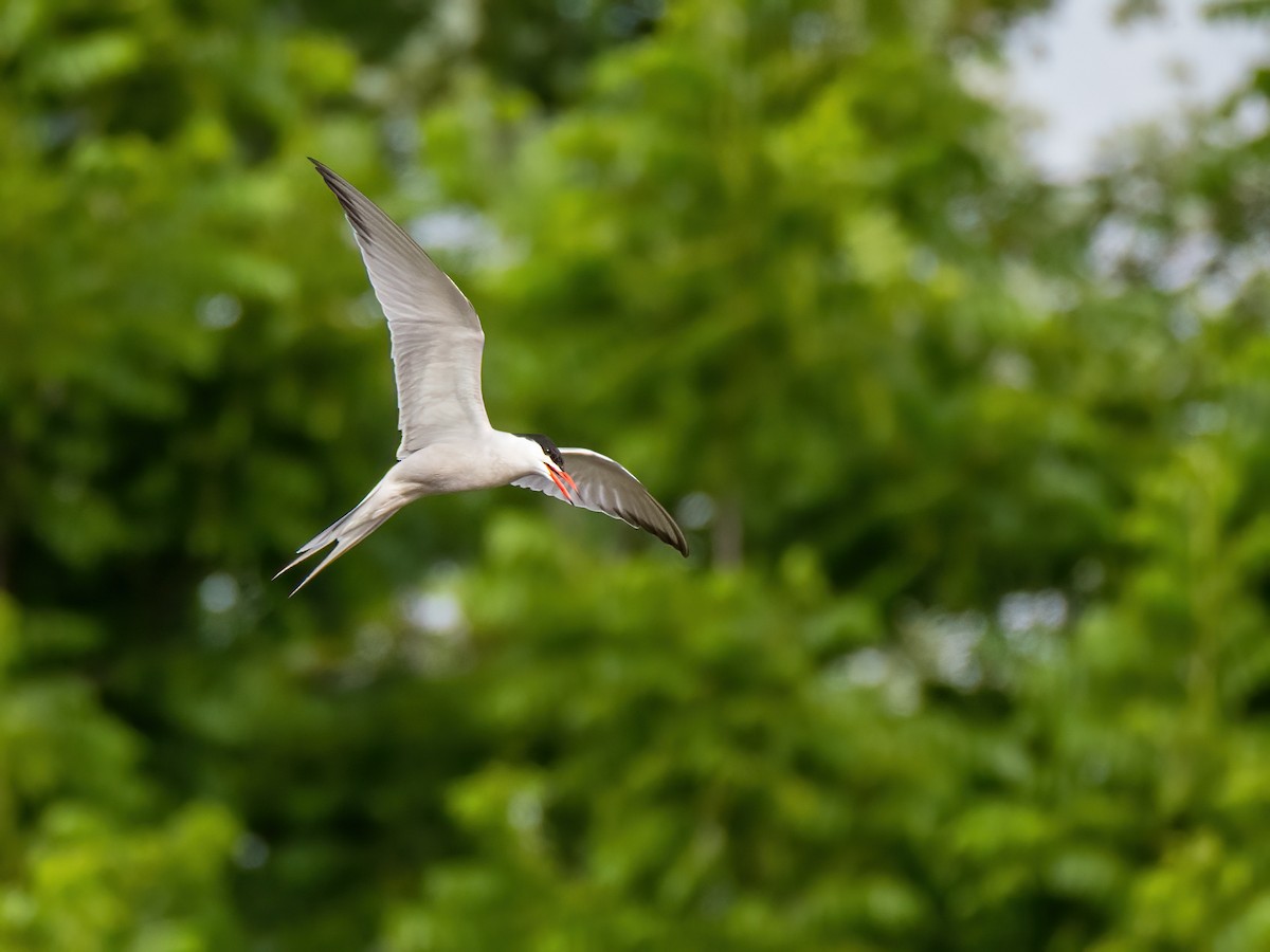 Common Tern - ML620719273