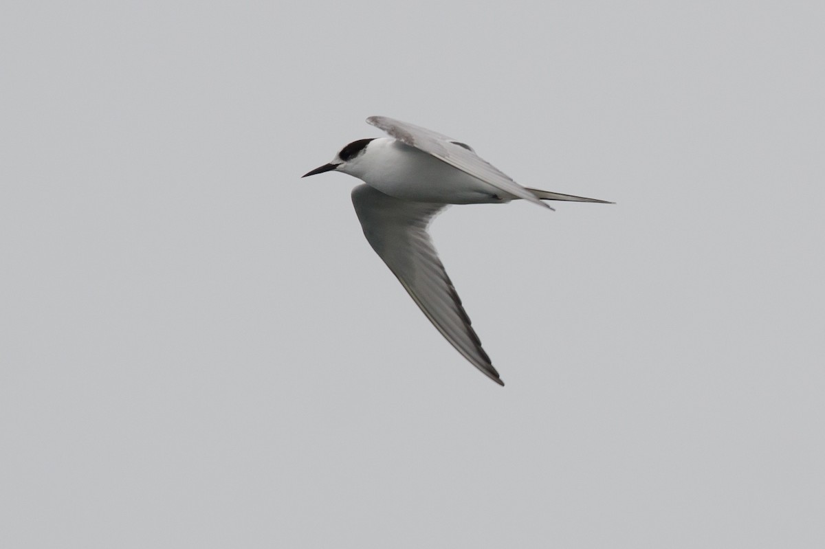 Arctic Tern - ML620719274