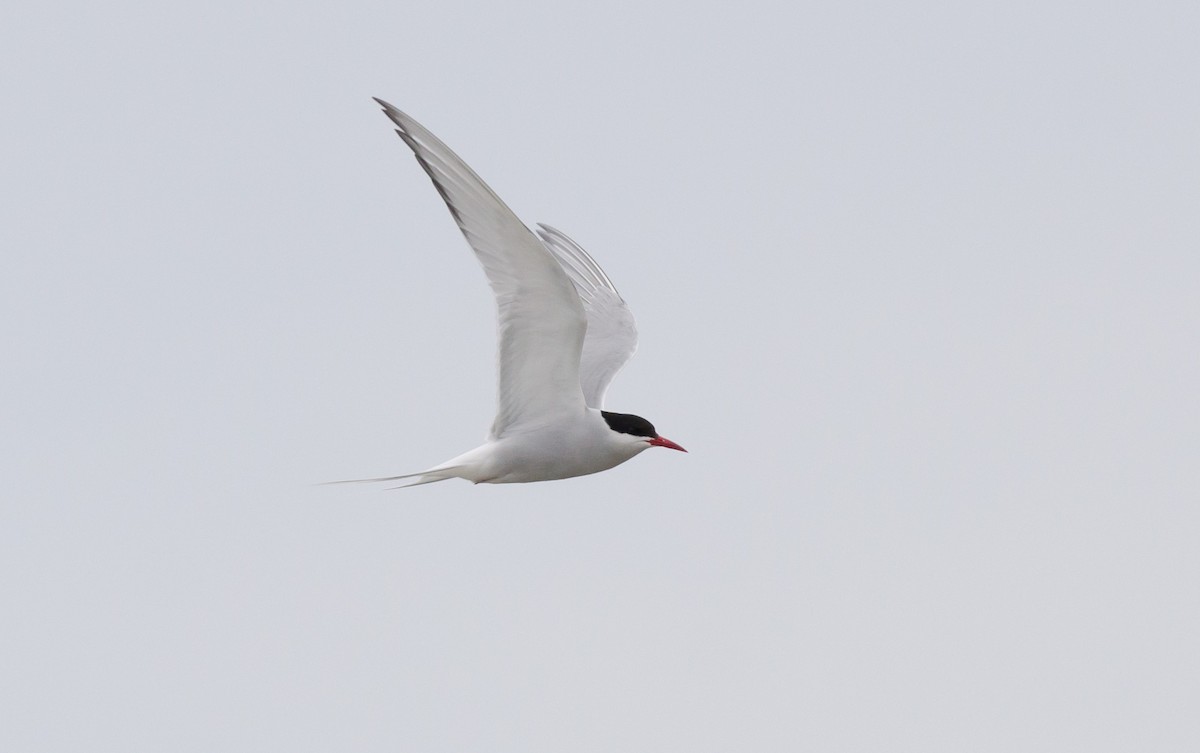 Arctic Tern - Alix d'Entremont