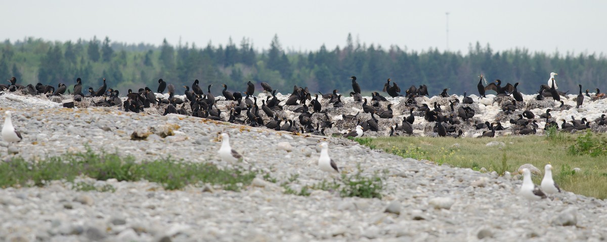 Double-crested Cormorant - ML620719277