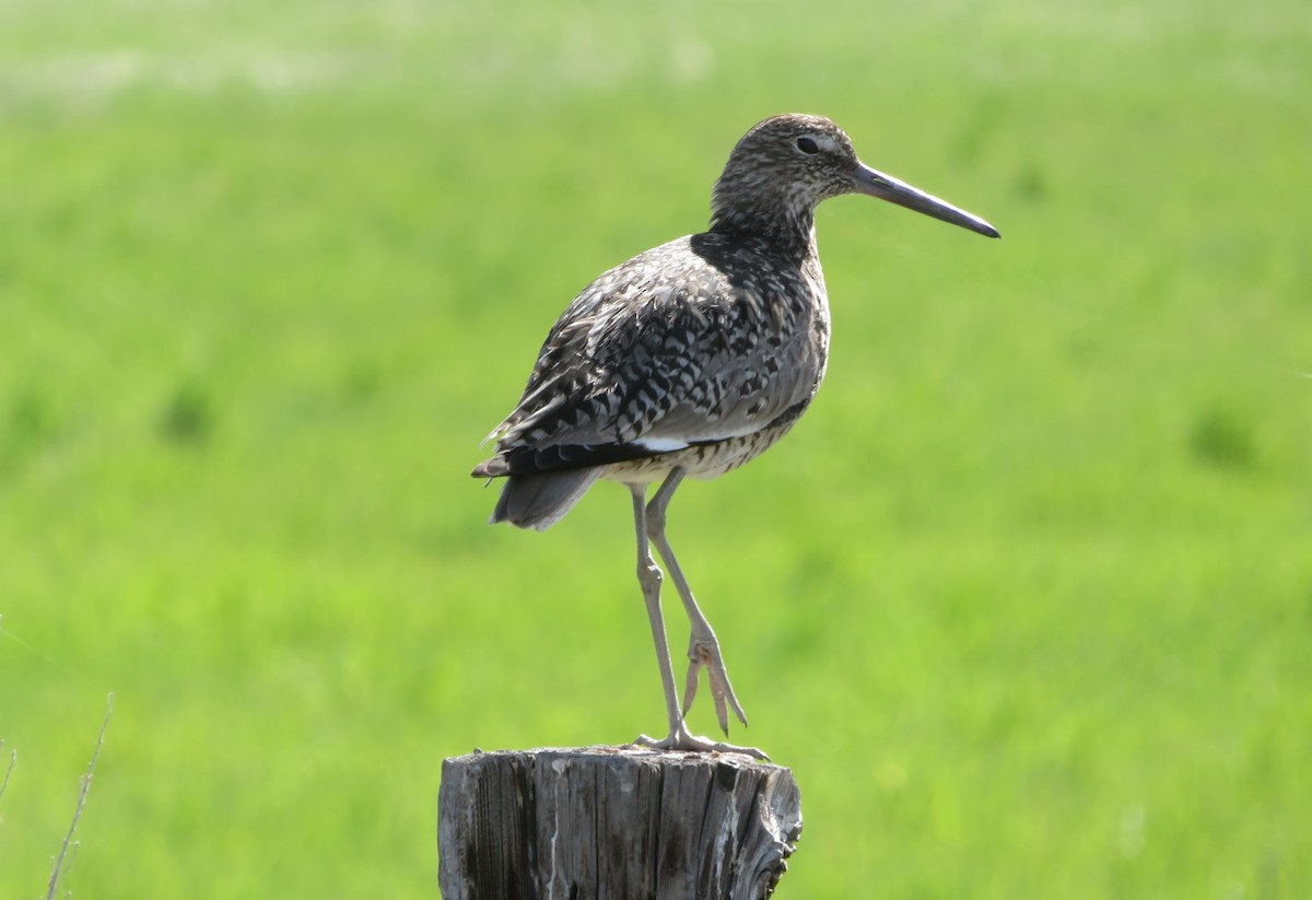 Willet - ML620719279