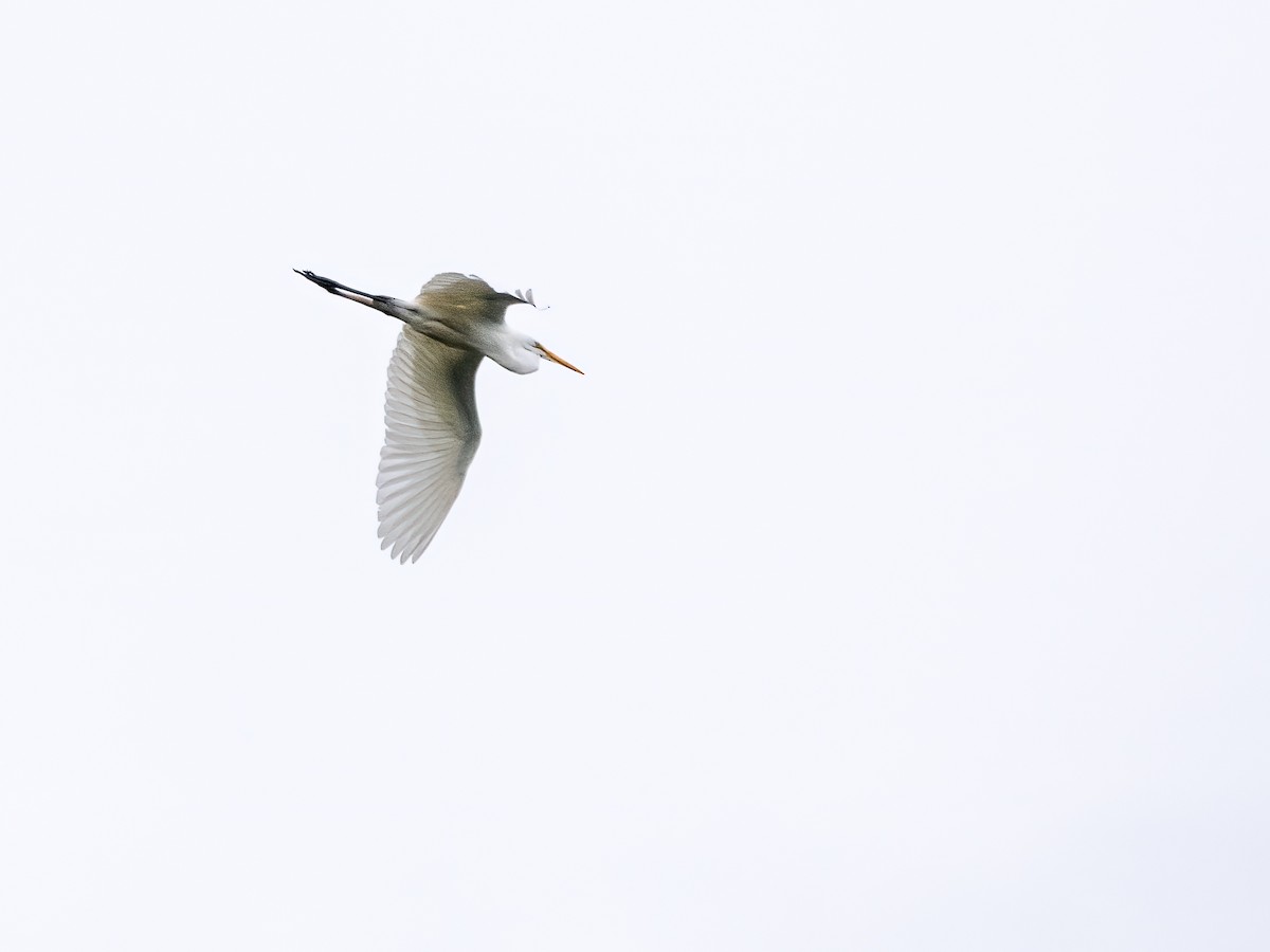 Great Egret - ML620719287