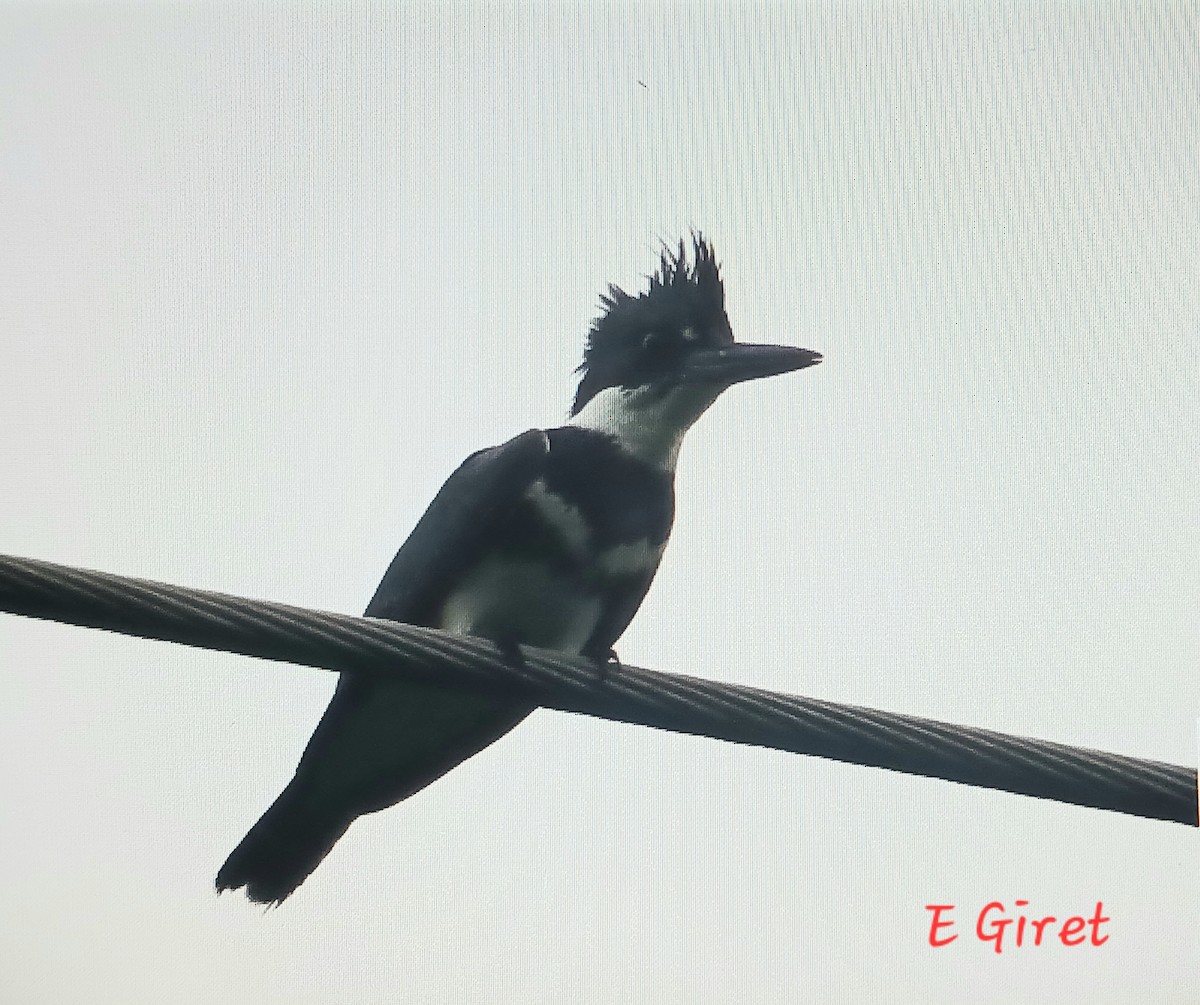 Belted Kingfisher - ML620719293