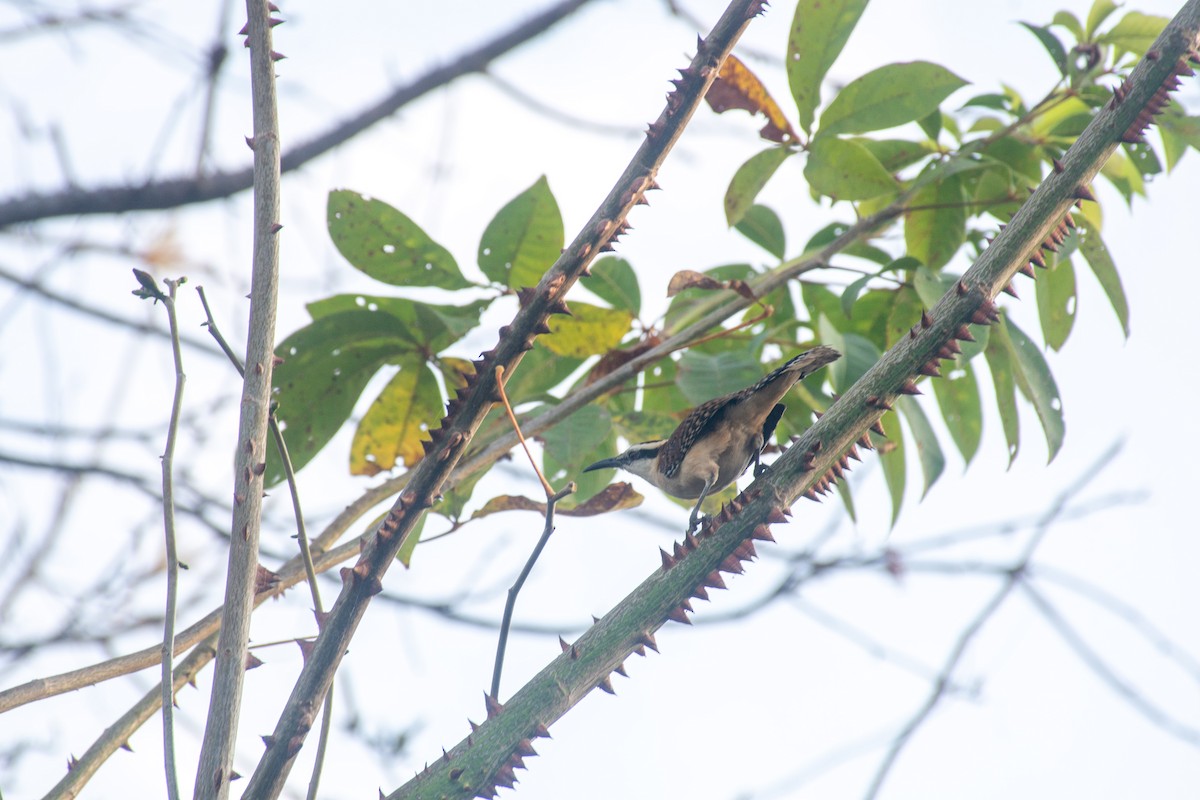 Rufous-naped Wren - ML620719294