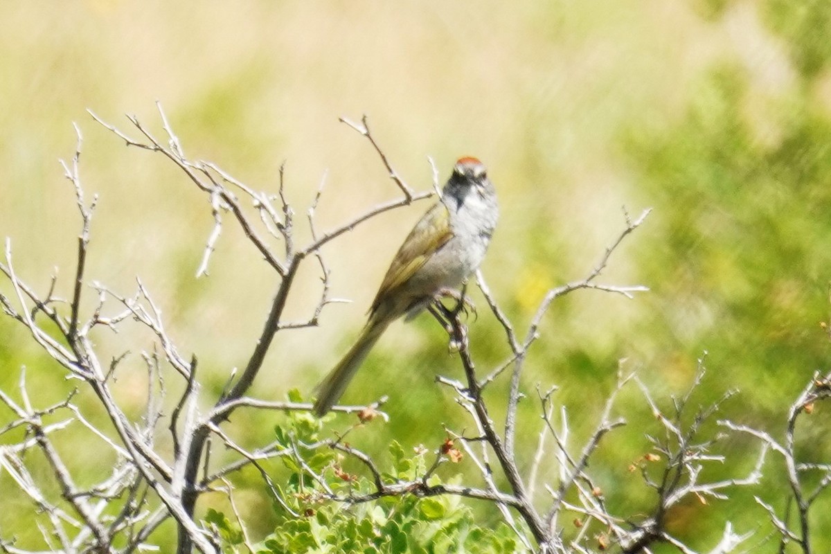 Green-tailed Towhee - ML620719295