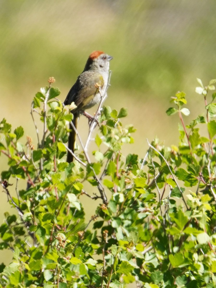 Green-tailed Towhee - ML620719296