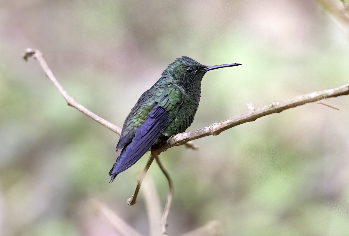 Steely-vented Hummingbird - ML620719297