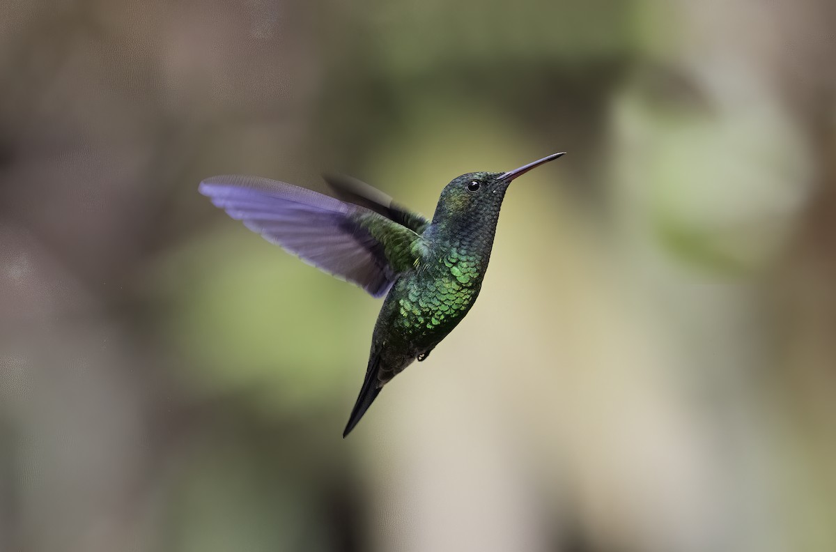 Çelik Etekli Kolibri - ML620719301