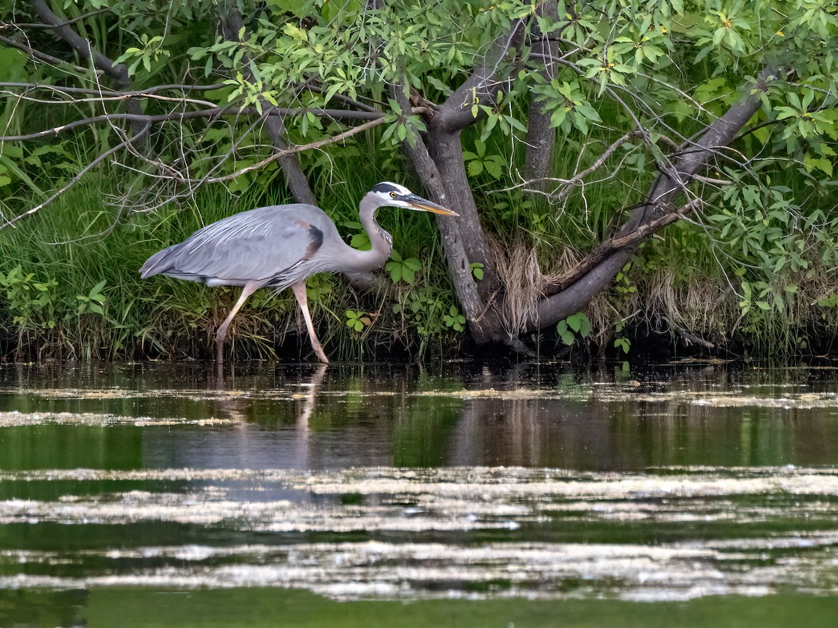 Great Blue Heron - ML620719302