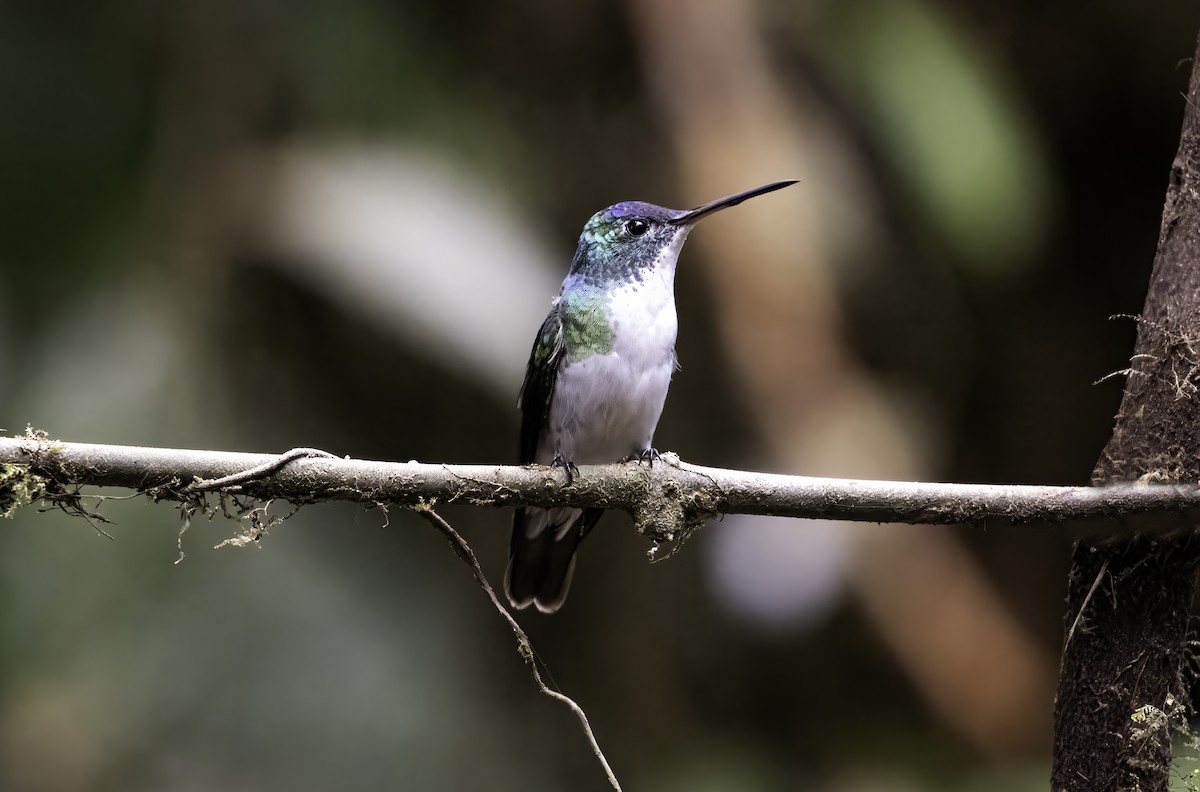 Andean Emerald - ML620719305