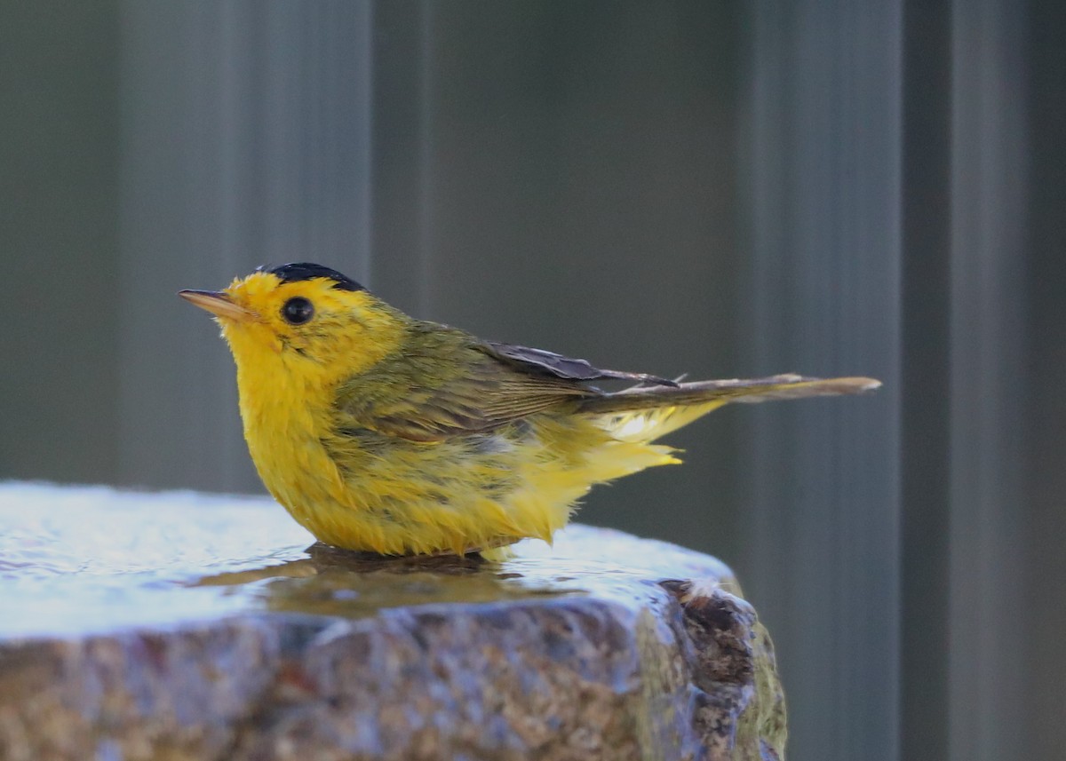 Wilson's Warbler - ML620719308