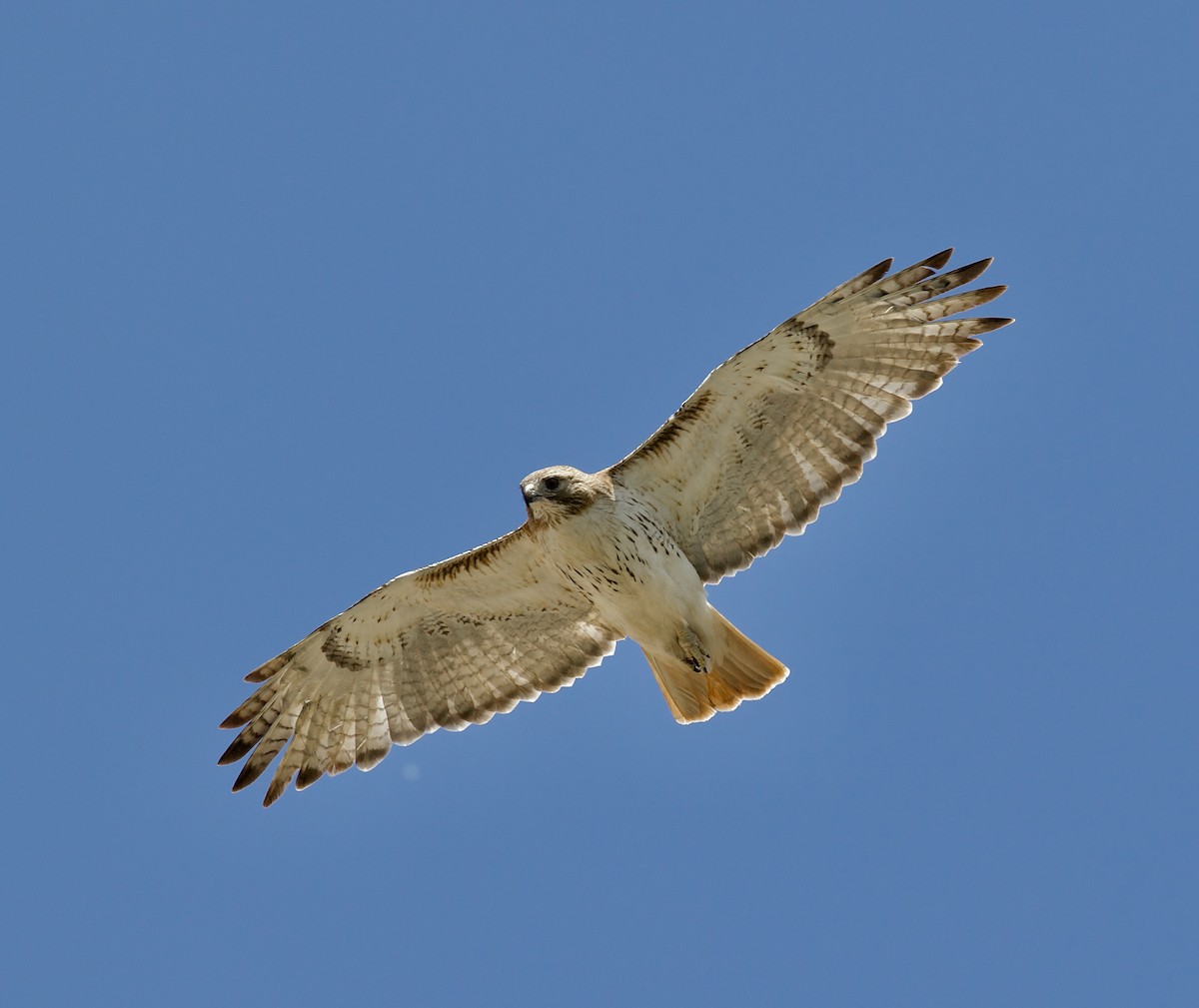 Red-tailed Hawk (borealis) - ML620719318