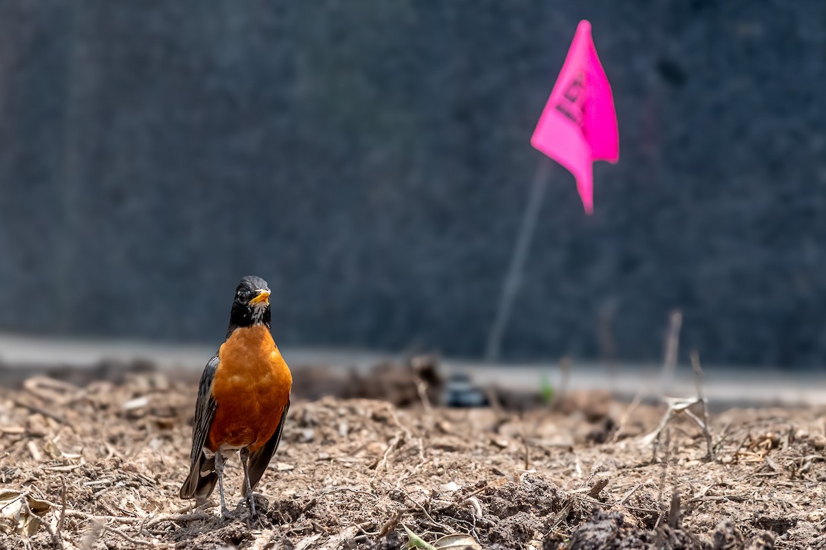 American Robin - ML620719325