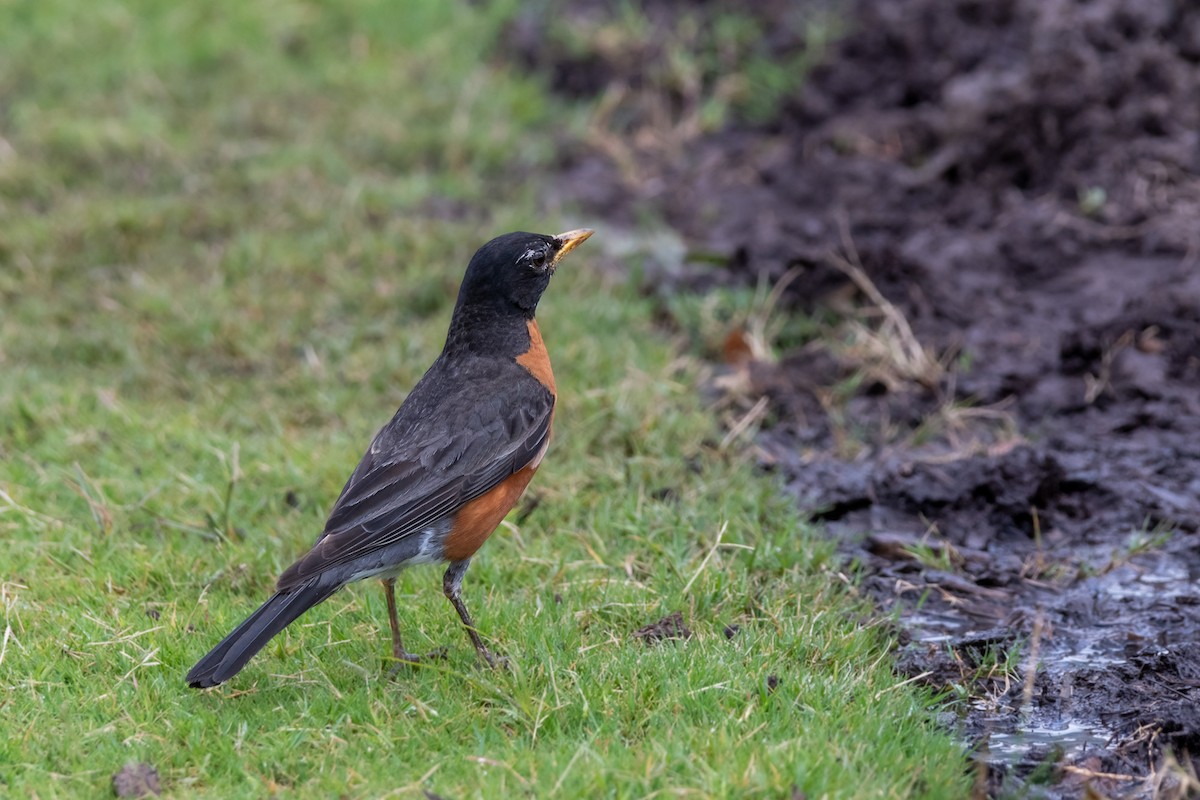 American Robin - ML620719326