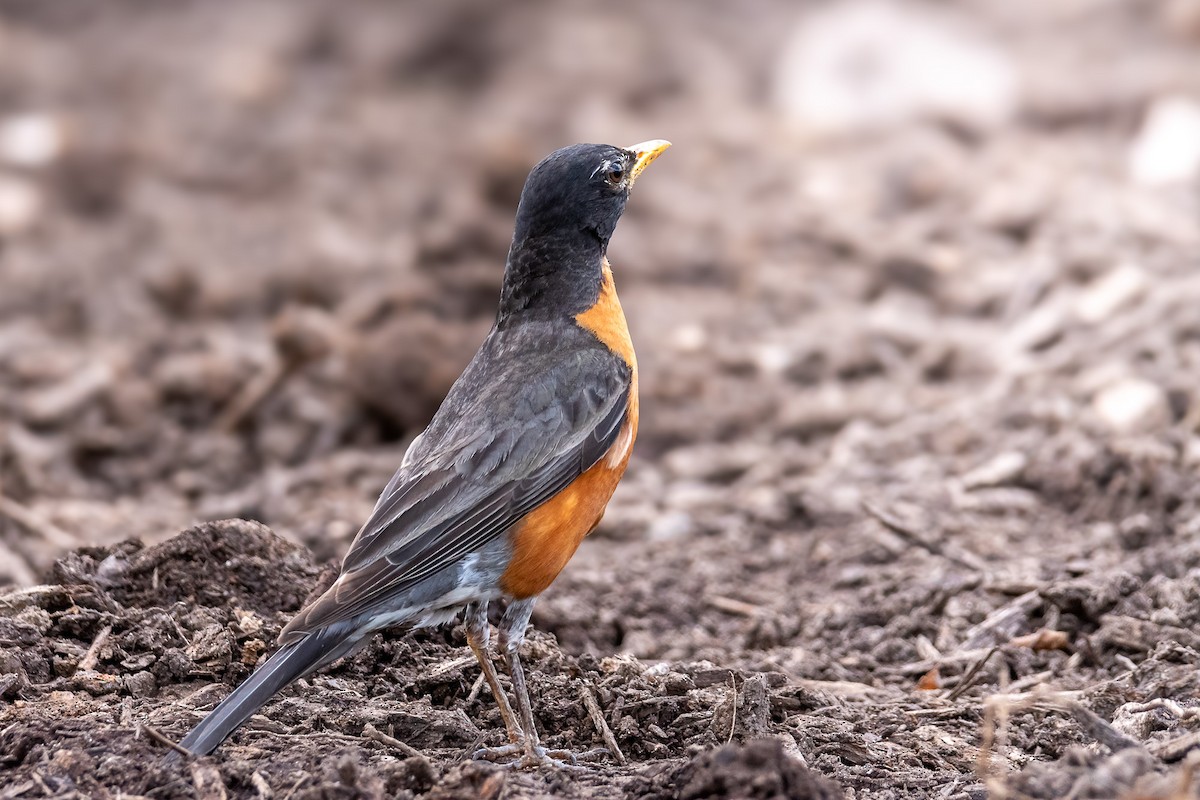 American Robin - ML620719327