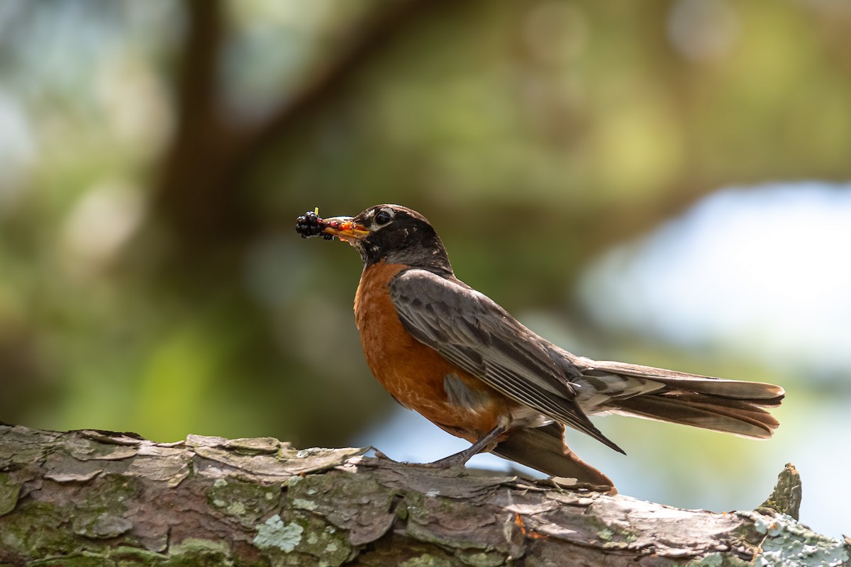 American Robin - ML620719329