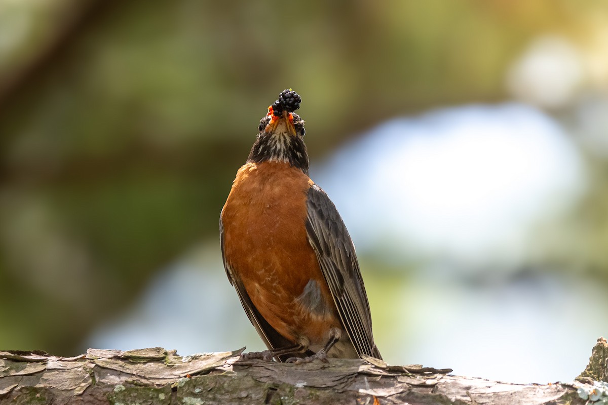 American Robin - ML620719330