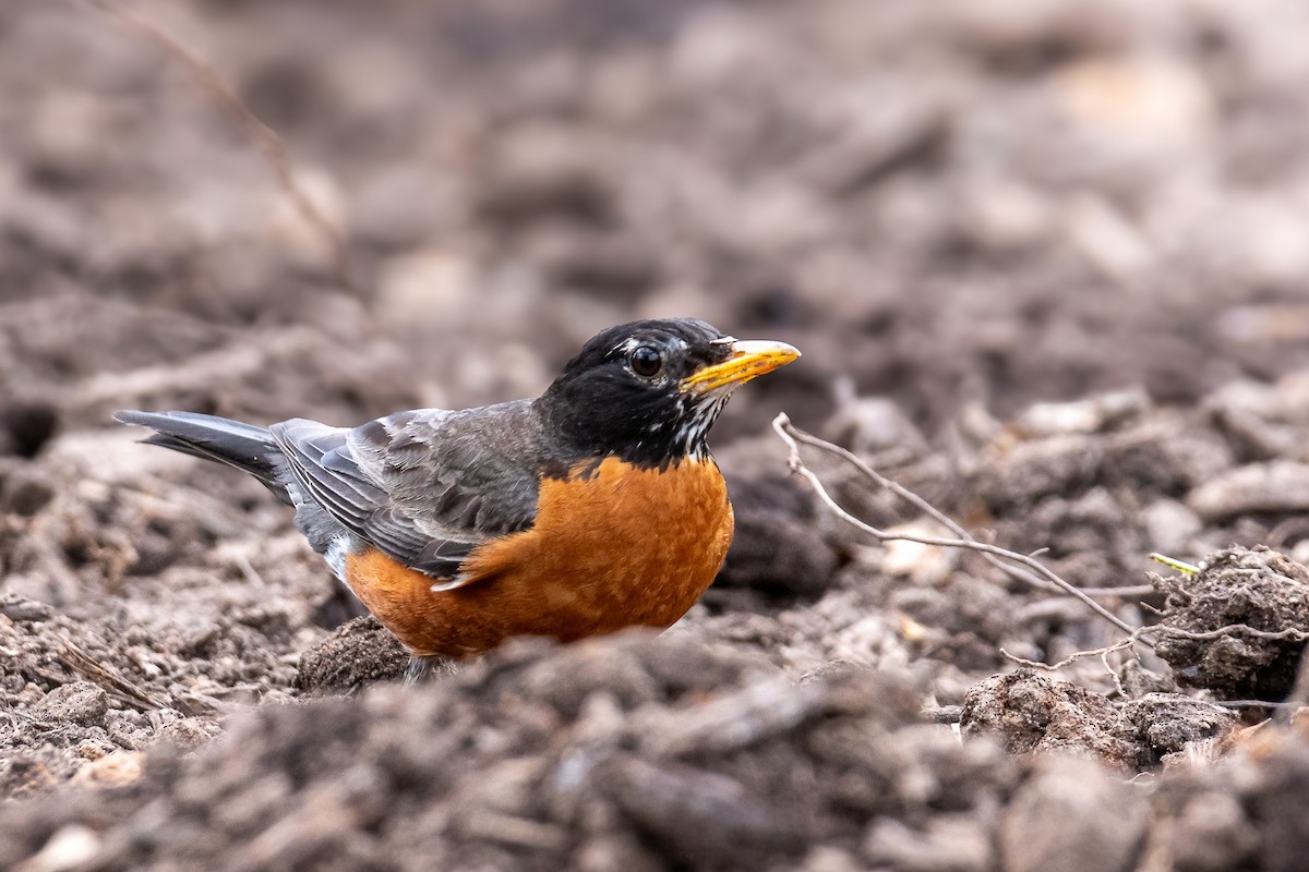 American Robin - ML620719331