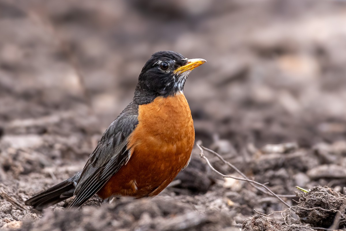 American Robin - ML620719332