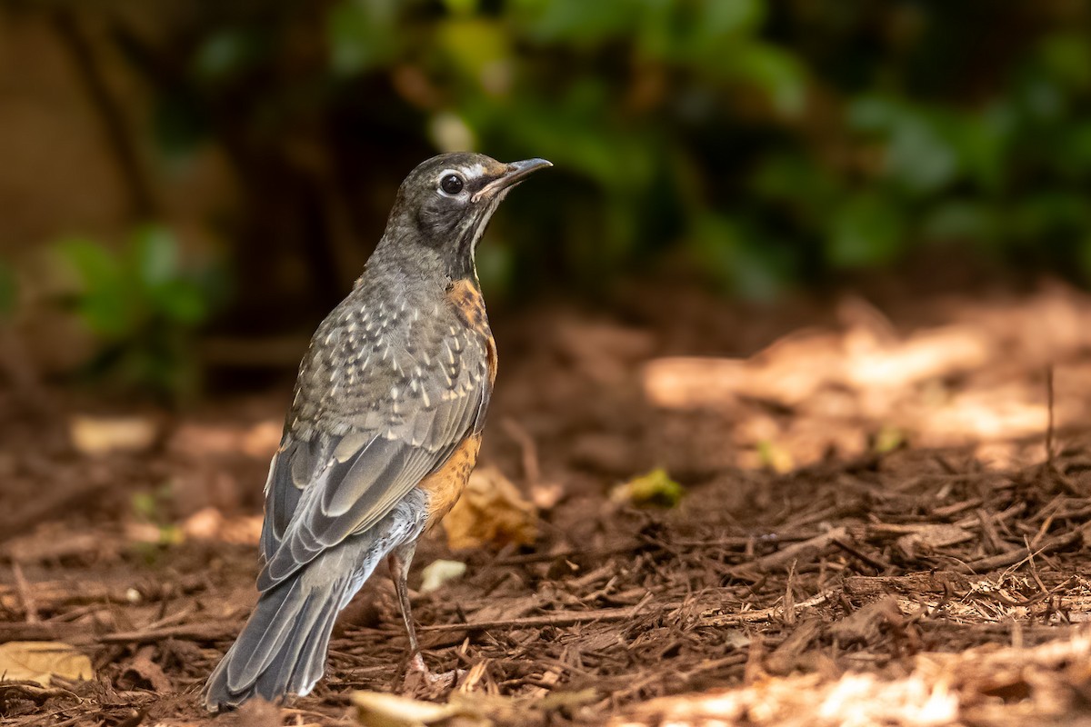 American Robin - ML620719335