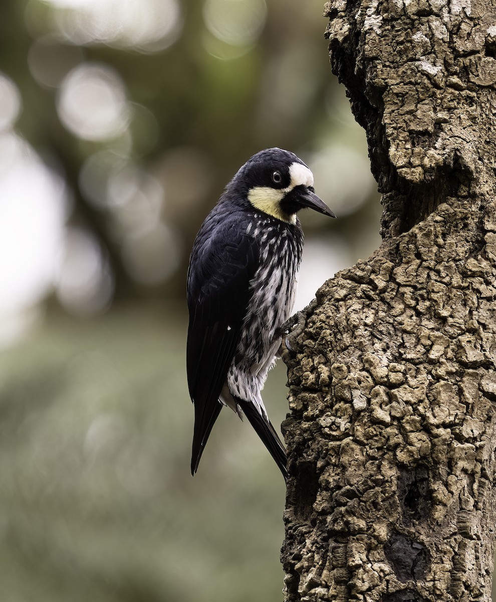 Acorn Woodpecker - ML620719338