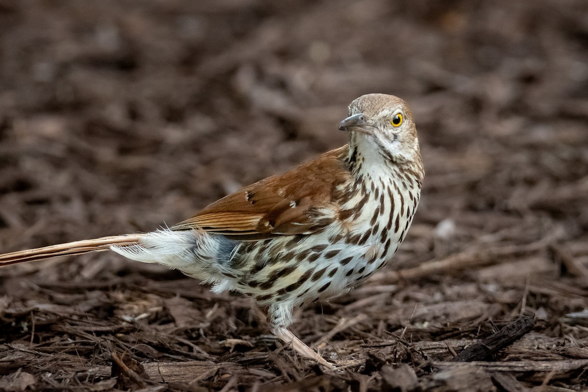 Brown Thrasher - ML620719340