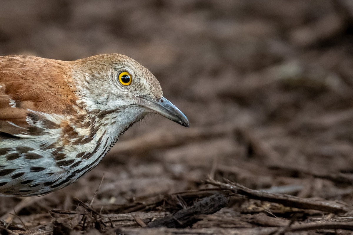 Brown Thrasher - ML620719343