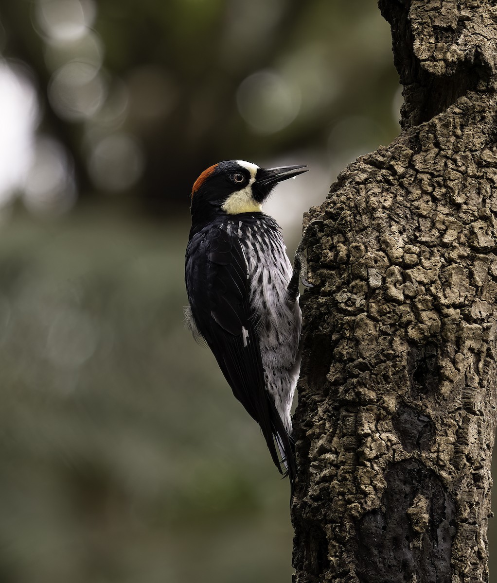 Acorn Woodpecker - ML620719353