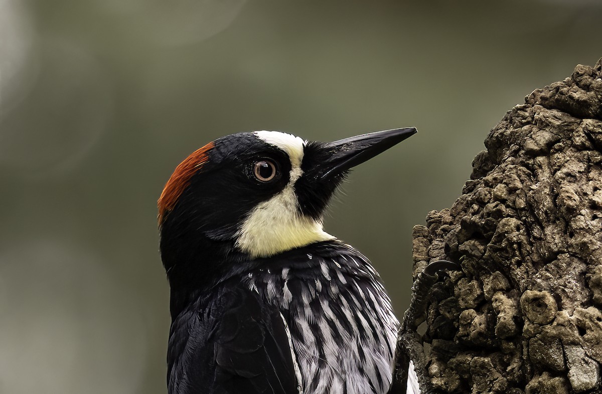 Acorn Woodpecker - ML620719355