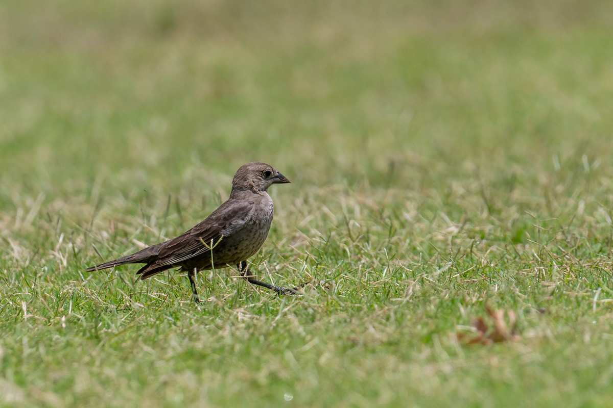 Brown-headed Cowbird - ML620719356