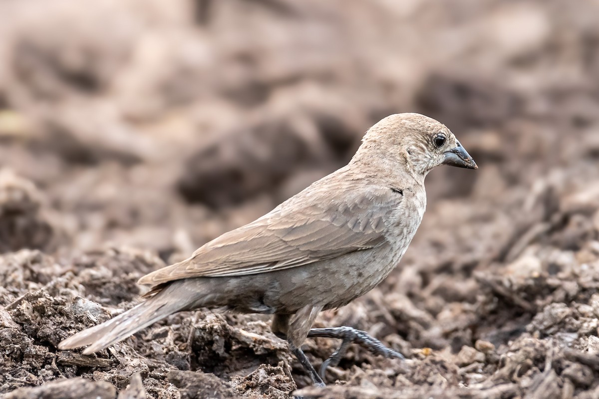 Brown-headed Cowbird - ML620719357