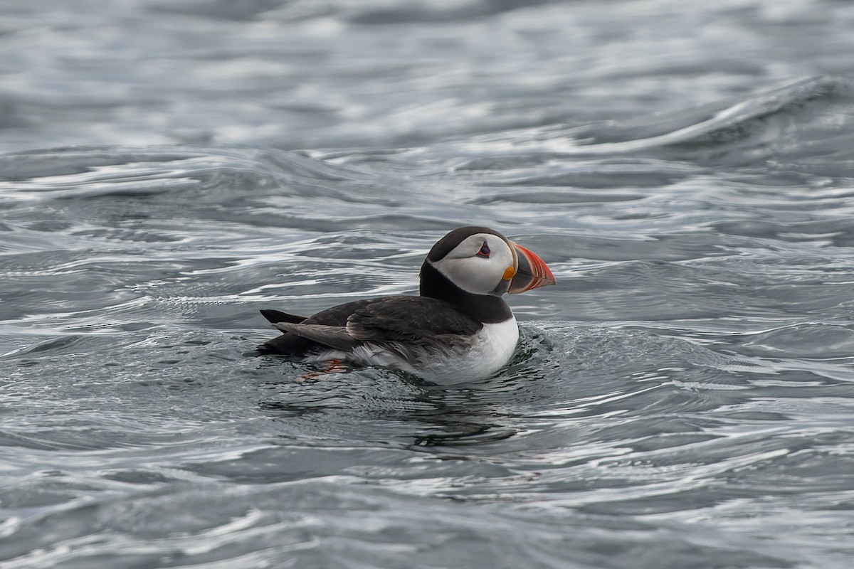 Atlantic Puffin - ML620719360