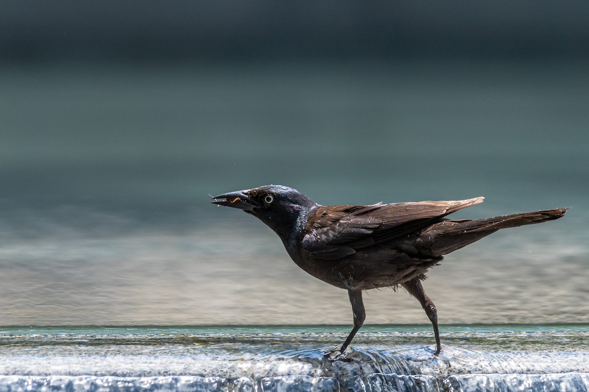 Common Grackle - ML620719363