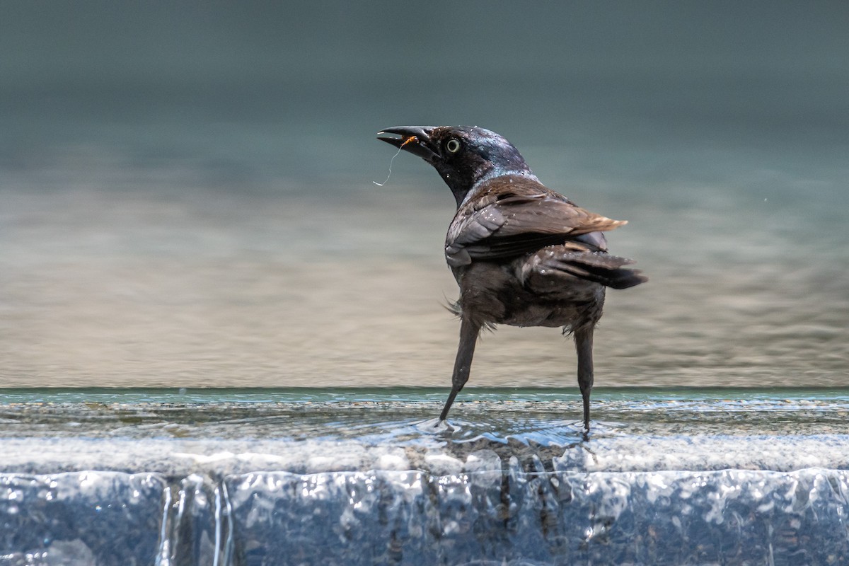 Common Grackle - ML620719364