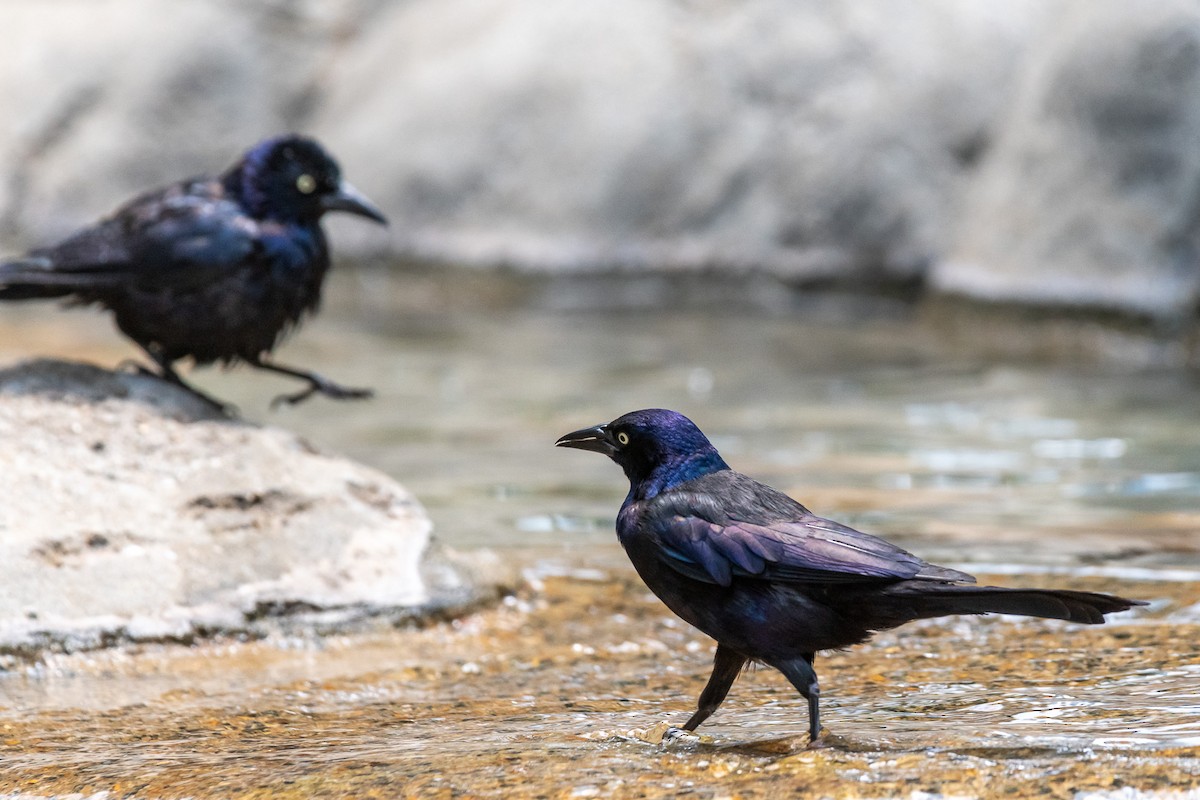 Common Grackle - ML620719365