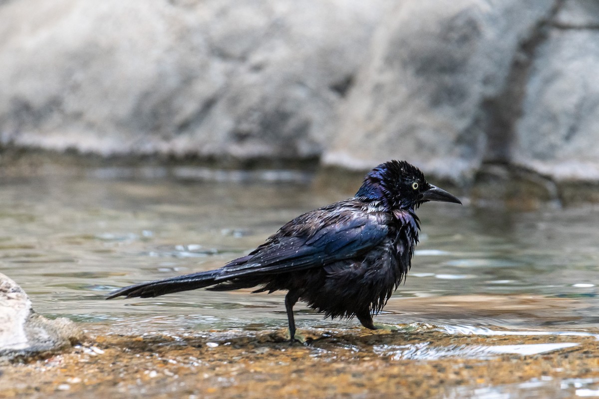 Common Grackle - ML620719366