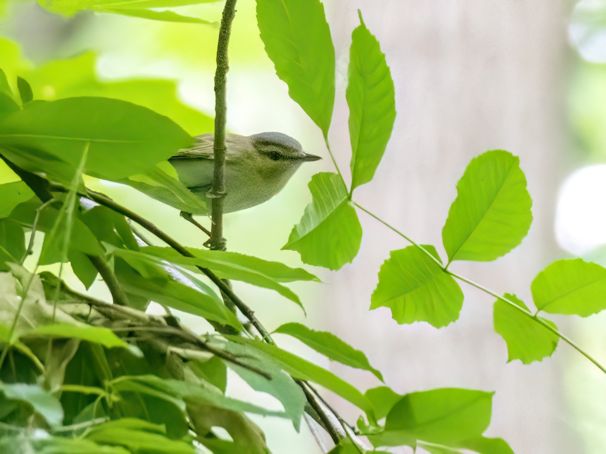 Red-eyed Vireo - Danielle  A