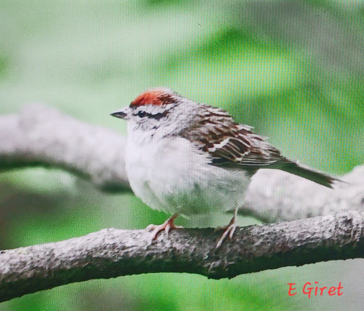 Chipping Sparrow - ML620719369