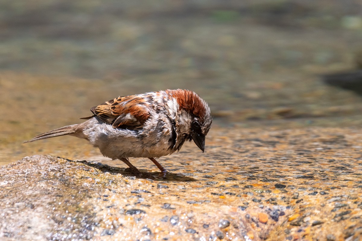 House Sparrow - ML620719377