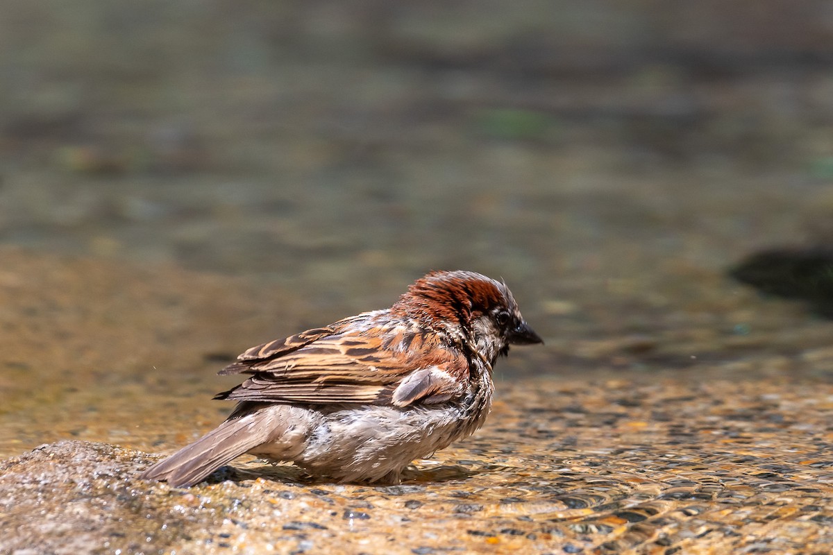 House Sparrow - Pablo Ramos