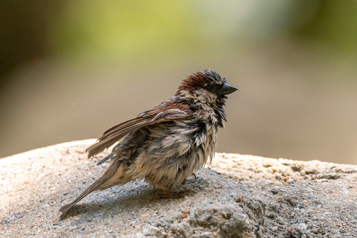 House Sparrow - ML620719380