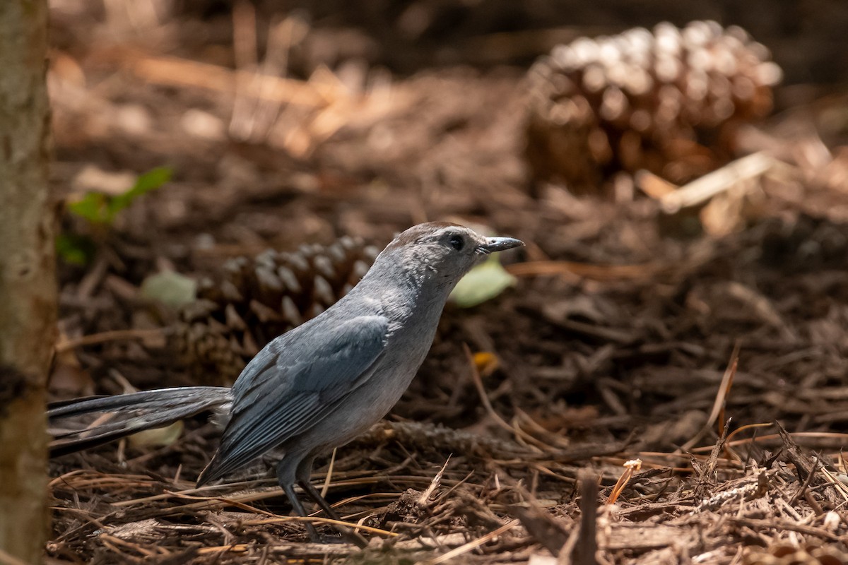 Gray Catbird - ML620719385